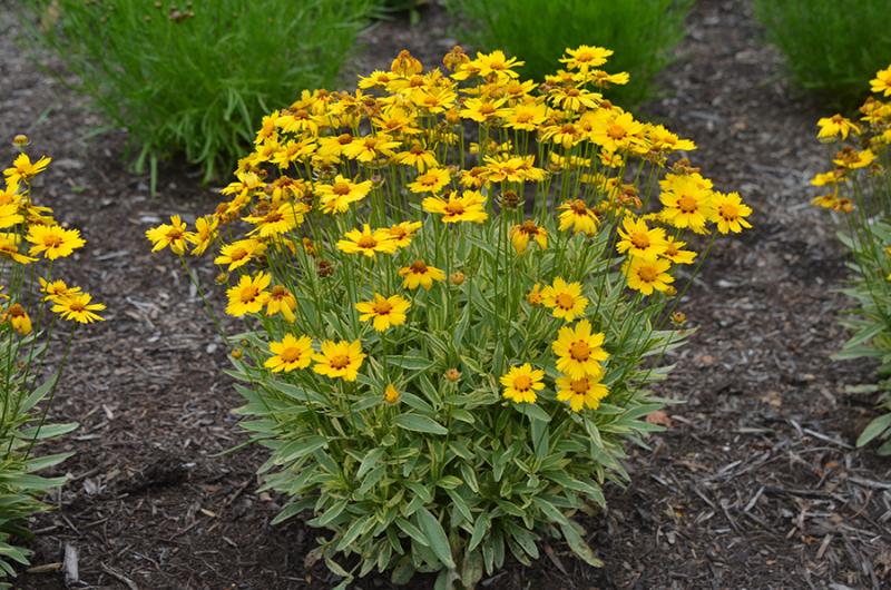 COREOPSIS auriculata f. nana  Elfin Gold - кореопсис жълт нисък(1470)